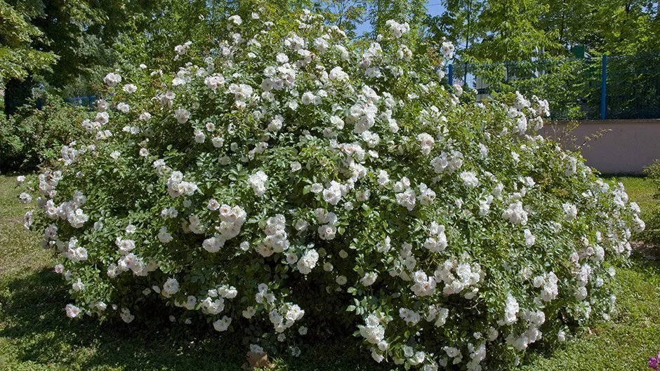 Rosier Ice Meidiland Pot