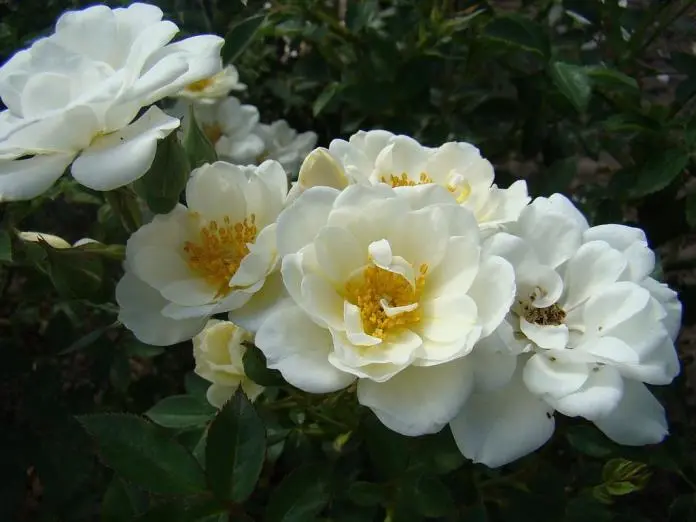 Rosier Kent (White Cover) Pot C2