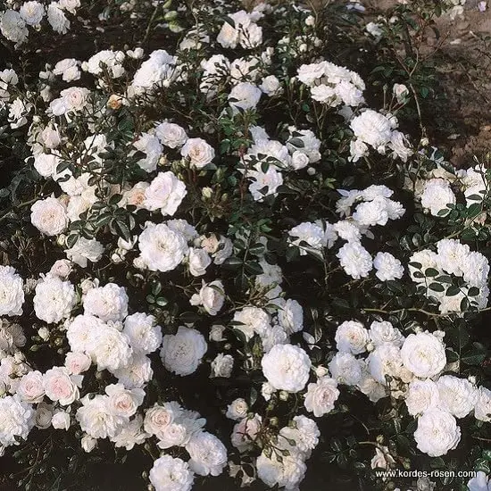 Rosier Sea Foam Pot C3.5Litres