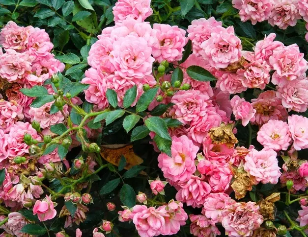 [141890] Rosier Fairy Pot C2 ** Résistant et très florifère **