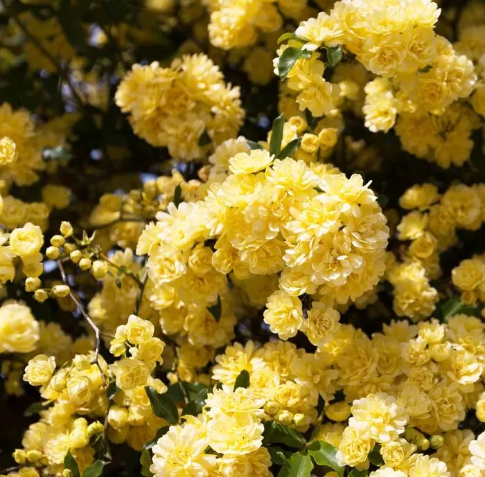 Rosier Fairy Yellow Pot C2L