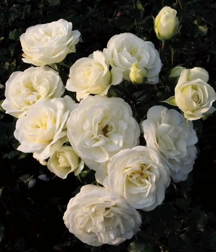 [144326] Rosier Wedding Rose (blanc) Pot 15-17 cm