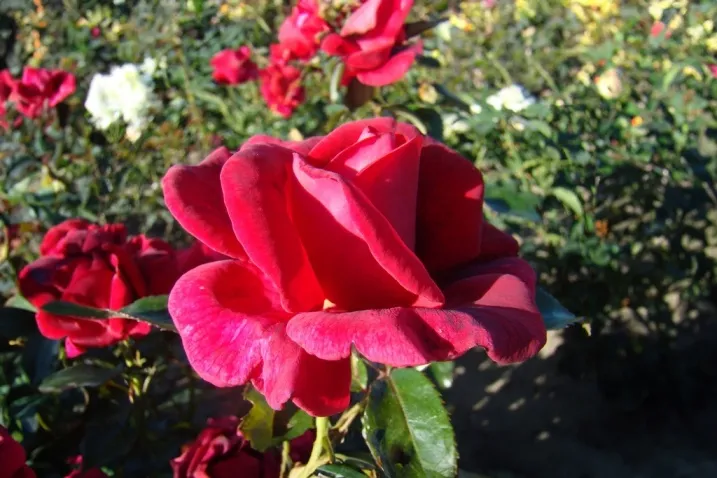 [136838] Rosier Le Grand Huit® Buisson Pot C6Litres