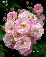 Rosier Blush Rambler grimpant C5litres