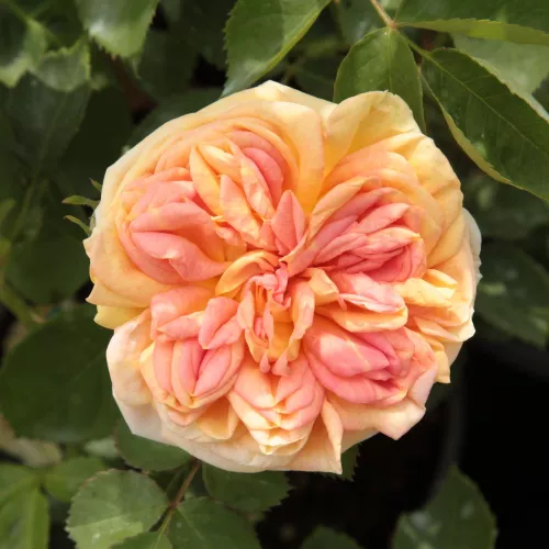 Rosier Alchymist grimpant