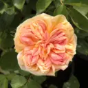 Rosier Alchymist grimpant
