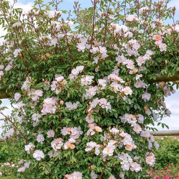 [137047] Rosier Open Arms Grimpant Lianes Pot C5Litres