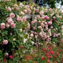 Rosier Pierre De Ronsard ou Eden Rose Grimpant Pot C4