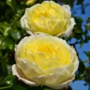 Rosier Amnesty International  ® grimpant Pot C7Litres Palissé XXL ** Parfumé **