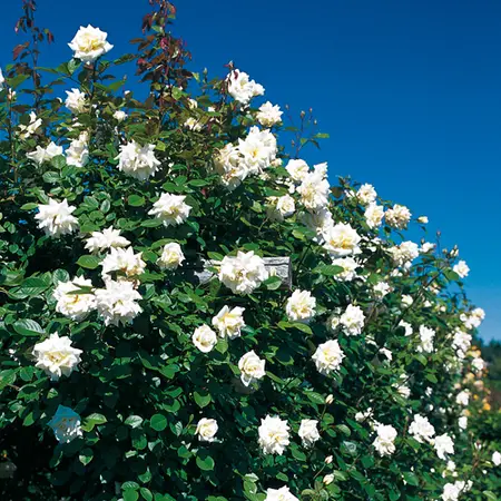 [144800] Rosier Blanche Colombe Grimpant Pot C10Litres palissé XXL ** Parfumé **