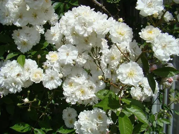 [102048] Rosier Guirlande d'Amour Tige 110 cm Pot