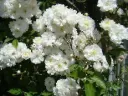 Rosier Guirlande d'Amour Tige 110 cm Pot