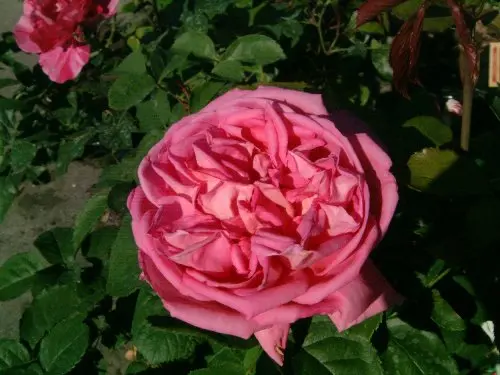 Rosier Madame Bovary Grimpant Pot C10 Palissé XXL