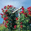 Rosier Messire Delbard Grimpant Pot C10Litres Tipi XL