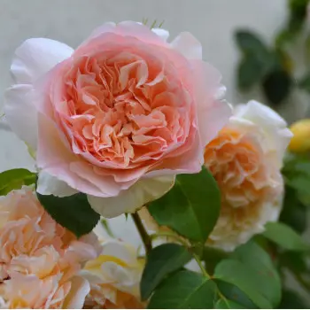 Rosier Papi Delbard grimpant Pot C10 sur Tipi XL