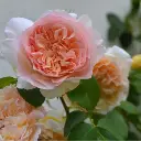 Rosier Papi Delbard grimpant Pot C10 sur Tipi XL