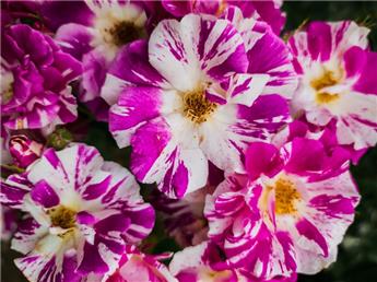 Rosier Purple Splash Grimpant (Oh Wow)