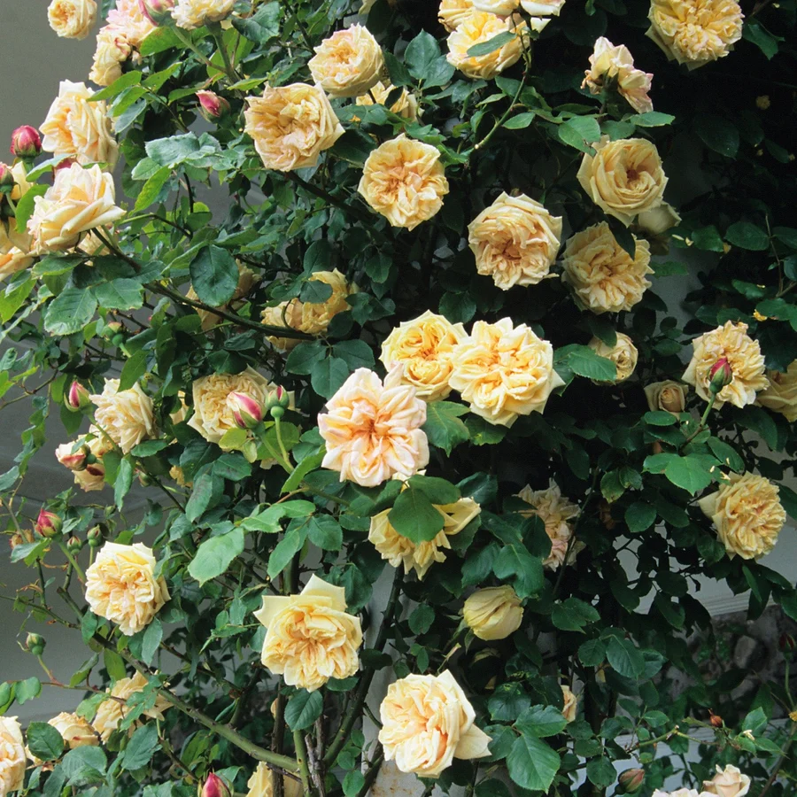 Rosier Gloire De Dijon Grimpant Pot