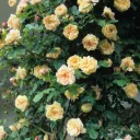 Rosier Gloire De Dijon Grimpant Pot