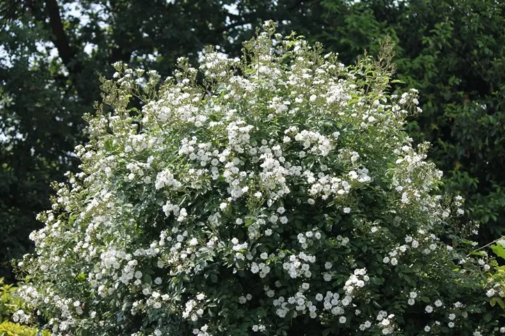 Rosier Guirlande d'Amour® (Blanc) Grimpant Pot C4