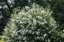 Rosier Guirlande d'Amour® (Blanc) Grimpant Pot C4