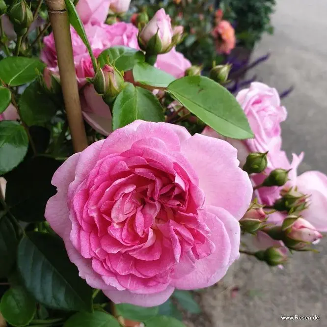 Rosier Jasmina grimpant Pot