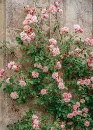 Rosier Albertine grimpant Pot C4
