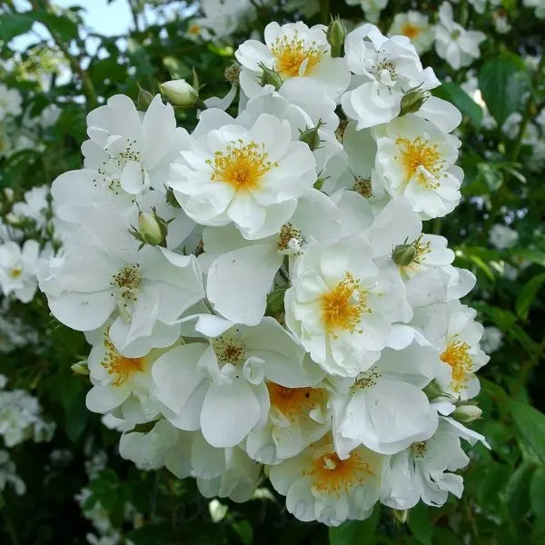 Rosier Bobbie James Grimpant Pot C4