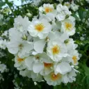 Rosier Bobbie James Grimpant Pot C4