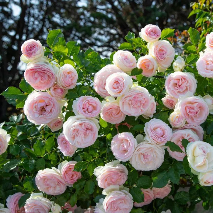 Rosier Pierre De Ronsard ou Eden Rose Grimpant Pot C3L