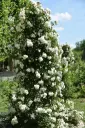 Rosier Schneewittchen® grimpant pot C3L