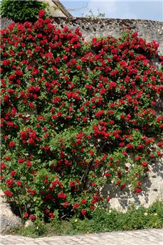 Rosier Etoile De Hollande grimpant Pot C5 ** Parfumé **