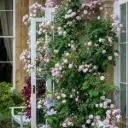 Rosier Blush Noisette arbuste ou grimpant Pot C3