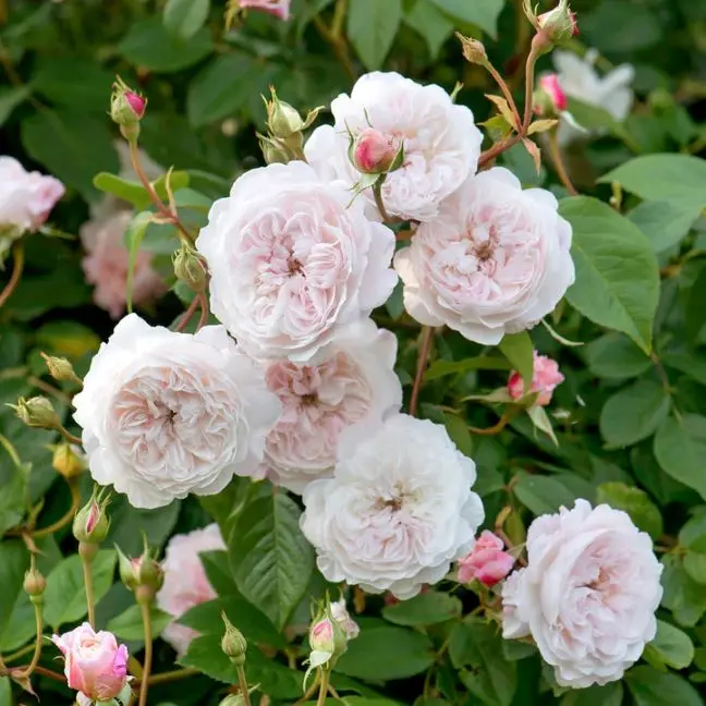 Rosier Albrigthon Rambler Grimpant Pot