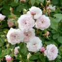 Rosier Albrigthon Rambler Grimpant Pot