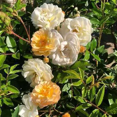Rosier Ghislaine De Feligonde grimpant Pot C5