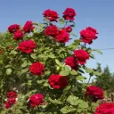 Rosier Botero® grimpant Pot