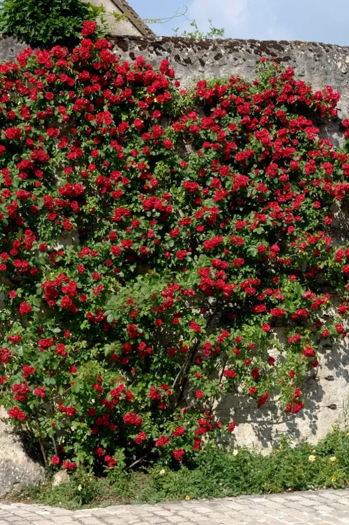[127964] Rosier Rambling Rosie Grimpant Pot C5L