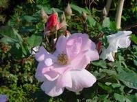 Rosier Clair Matin grimpant C5 LItres Tipi