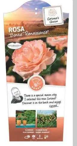 Rosier Bonita Renaissance grimpant C5