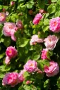 Rosier Constance Spry Grimpant Pot