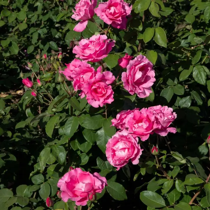 Rosier MacCartney® Rose  (The...) Pot  **Parfumé*