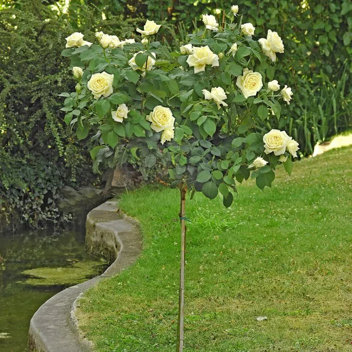 [143572] Rosier Jeanne Moreau ® Pot tige 120 cm ** Parfumée **