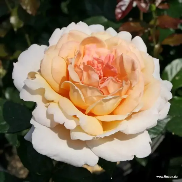 Rosier Grande Duchesse Louise® (Syn. Großherzogin Luise®) Pot ** Très Parfumé **
