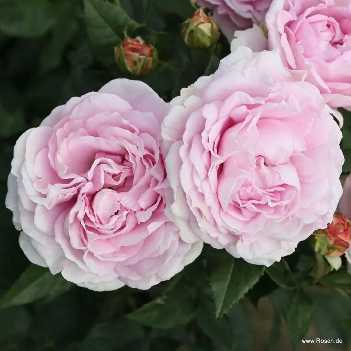 [140603] Rosier Konigin Marie ou Reine Marie Pot P19 **Très parfumé **