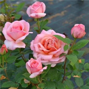 Rosier Belle du seigneur C5 Litres *** Parfumée **