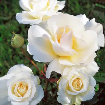 Rosier Grand Nord Pot C5 Litres  ** Parfumé **