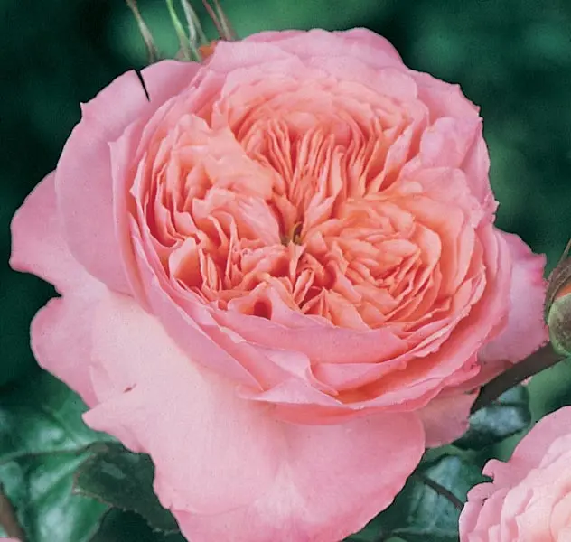 Rosier Rose de Cornouailles® Pot C5L **Parfumé**