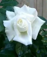 Rosier Karen Blixen ou  Silver Anniversary Pot C4L **Parfumée **