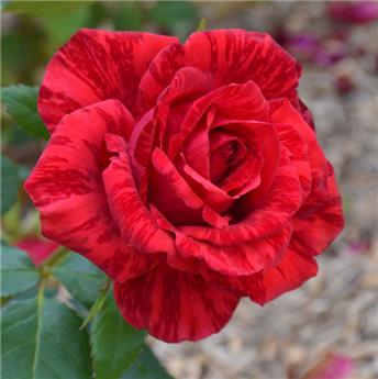 Rosier Red Intuition Pot C5Litres